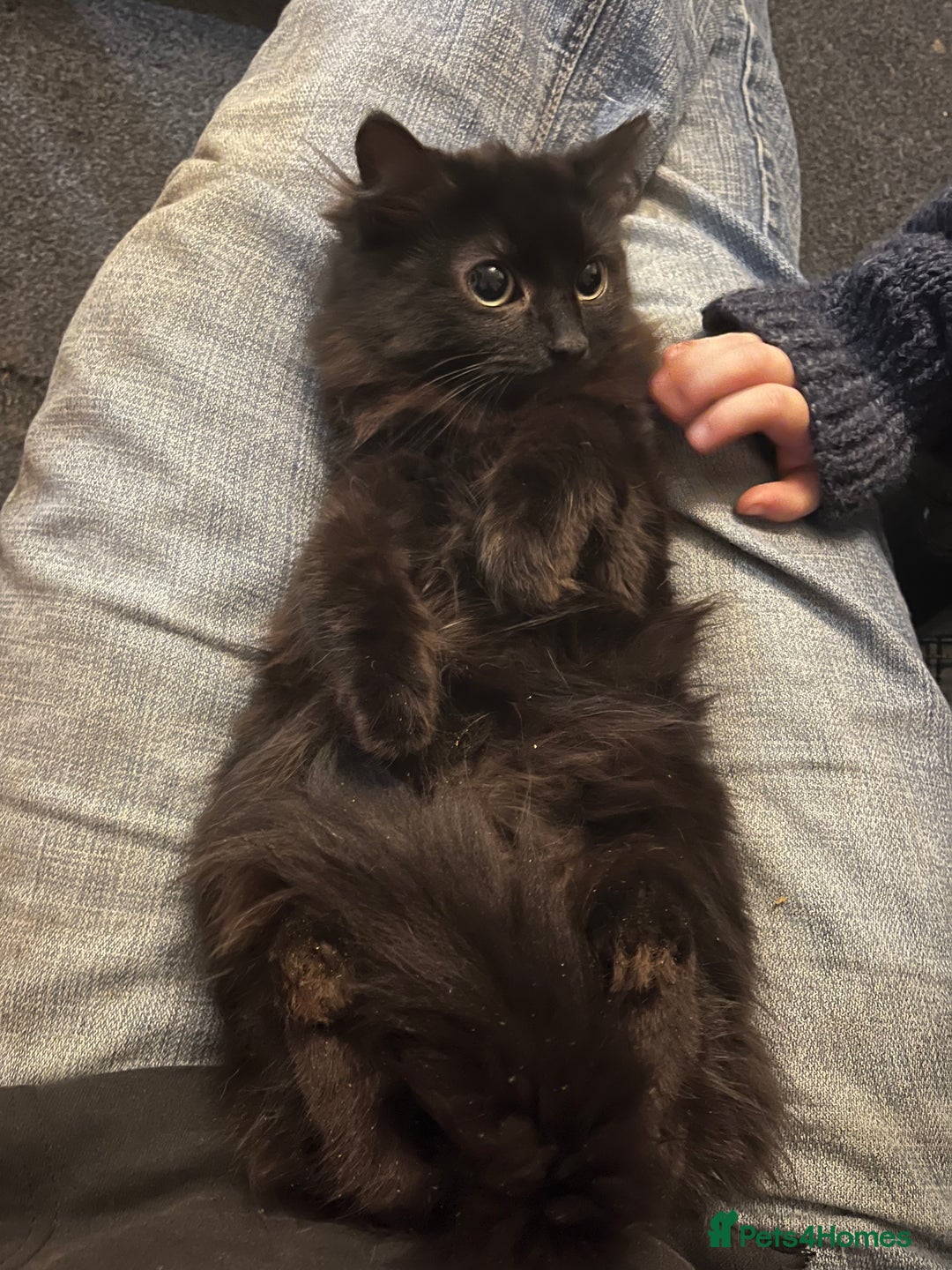 Mixed Breed cats for sale: Male mixed breed kittens - Image 9
