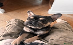 French Bulldog dogs for sale: Looking for a Loving Home for Stitch  - Image 6