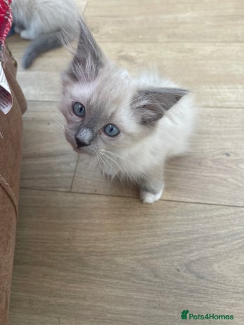 Ragdoll cats - Advert 5