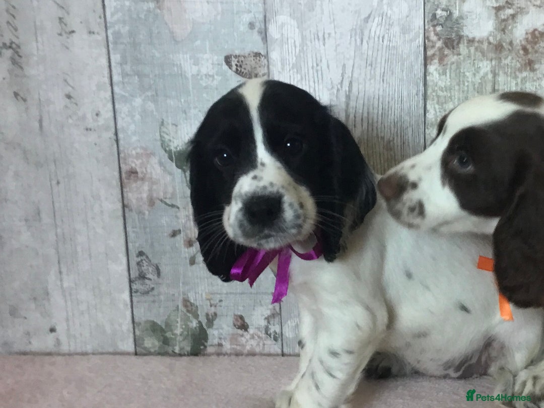Cocker Spaniel dogs for sale: Well socialised Pedigree Cocker pups - Image 12