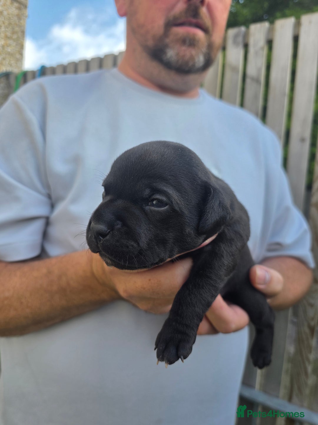 Staffordshire Bull Terrier dogs for sale: Stunning KC Staffs Very Unique colours - Image 6