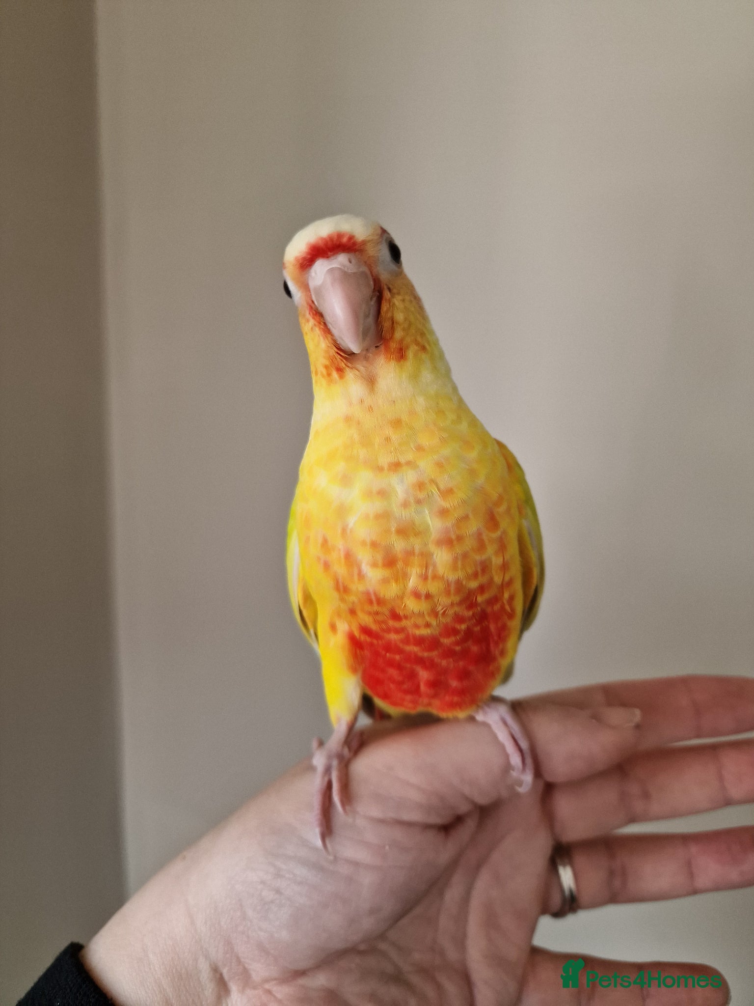 Conures birds Super adorable fully hand reared baby conures  - Advert 10