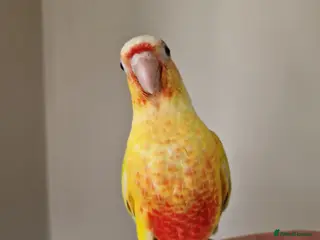 Conures birds Super adorable fully hand reared baby conures - Advert 10