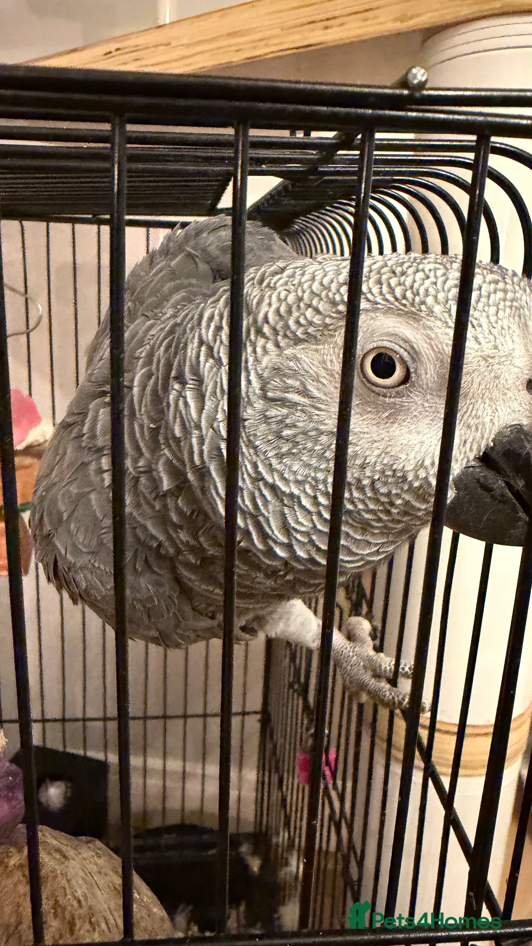 Mini Lop rabbits for sale: African grey - Advert 2