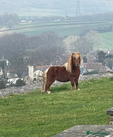 Miniature horses for sale | Pets4Homes