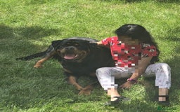 Rottweiler dogs for stud: Champion Bloodline Rottweiler Stud - Image 11