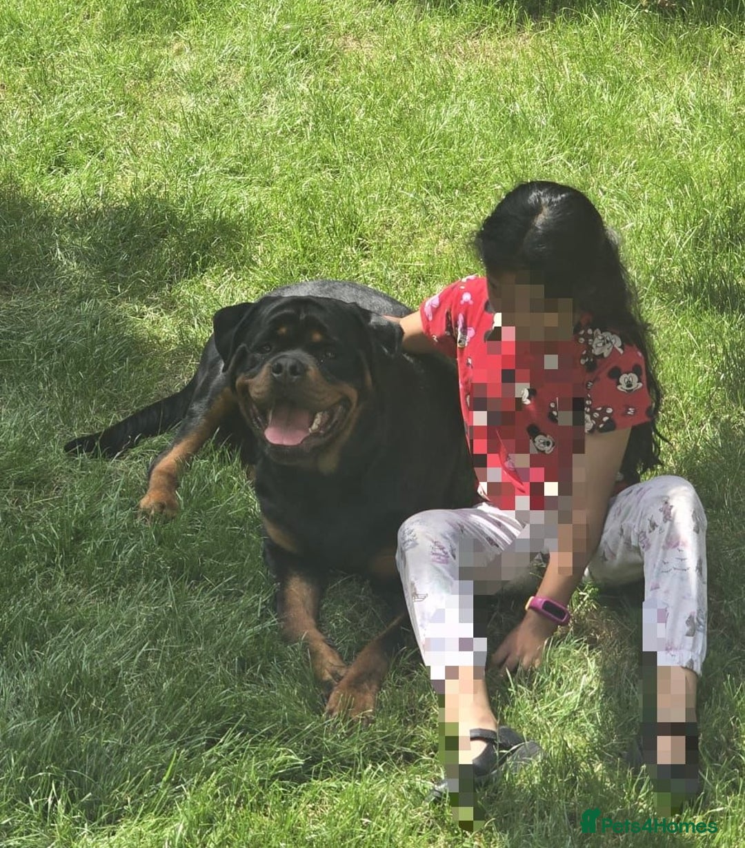 Rottweiler dogs for stud: Champion Bloodline Rottweiler Stud - Image 11