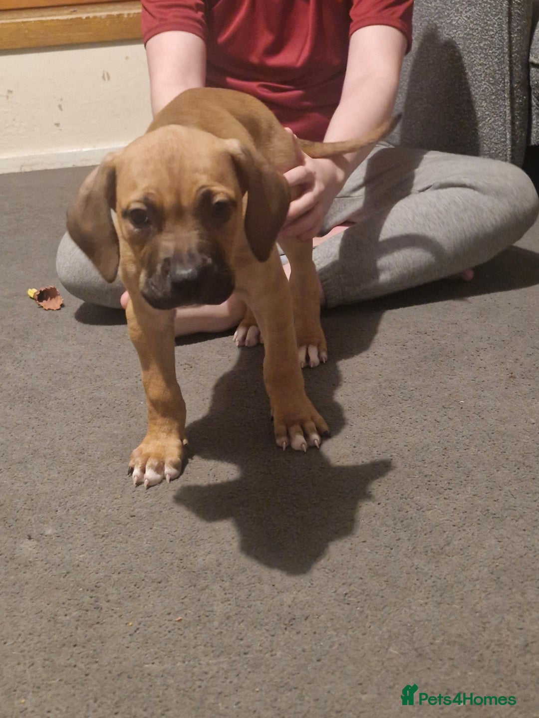 Mixed Breed dogs for sale: Puppys  - Advert 2