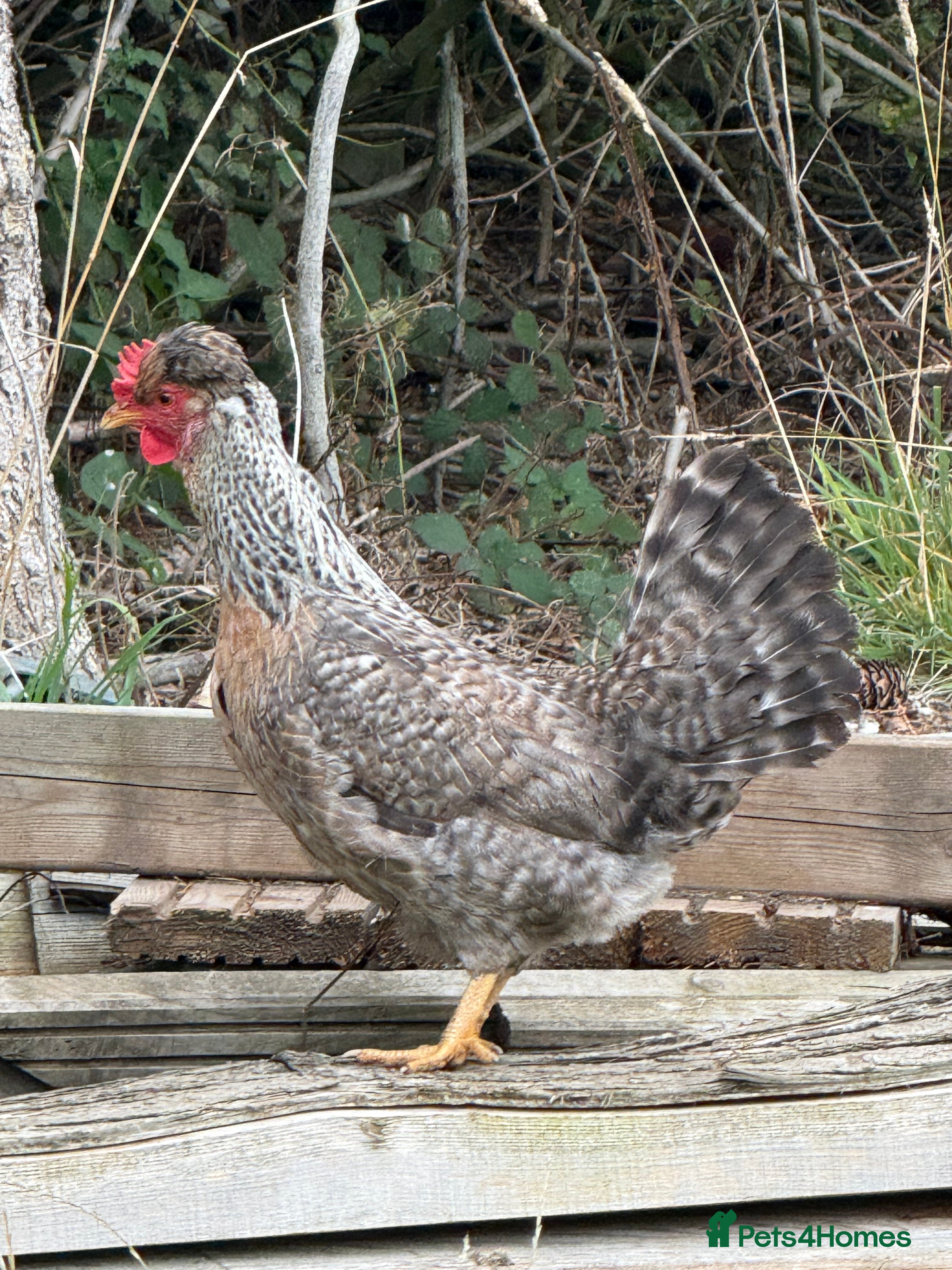 Chickens poultry Laying hens for sale - Advert 1