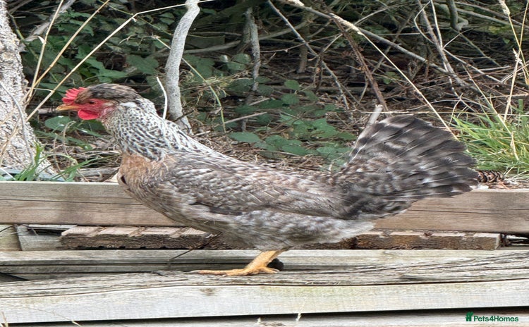 Chickens poultry - Advert 2