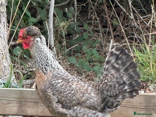 Chickens poultry - Advert 27