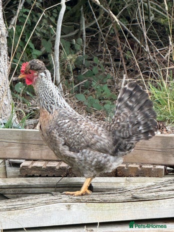 Chickens poultry - Advert 18