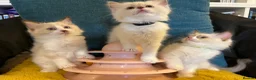 Ragdoll cats for sale: Pure ragdoll 7 weeks old clearance sale London  - Advert 7