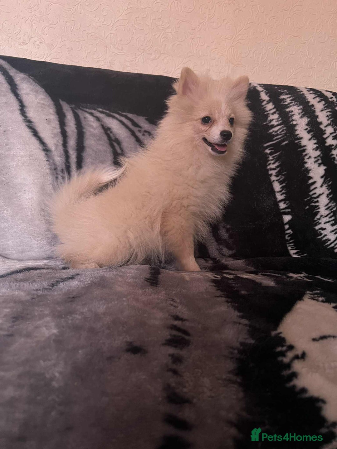 Pomeranian dogs for sale: 4 beautiful Pomeranian's looking for forever home  - Image 3