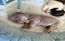 Chihuahua dogs for sale: KC reg Handsome lilac & tan boy 🍎 🐶  - Image 5