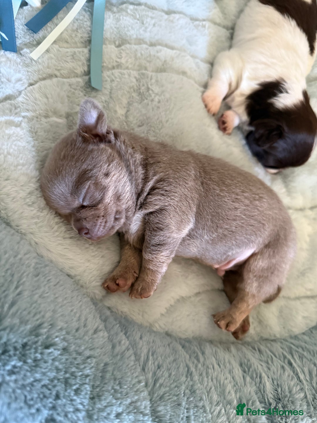 Chihuahua dogs for sale: KC reg Handsome lilac & tan boy 🍎 🐶  - Image 5