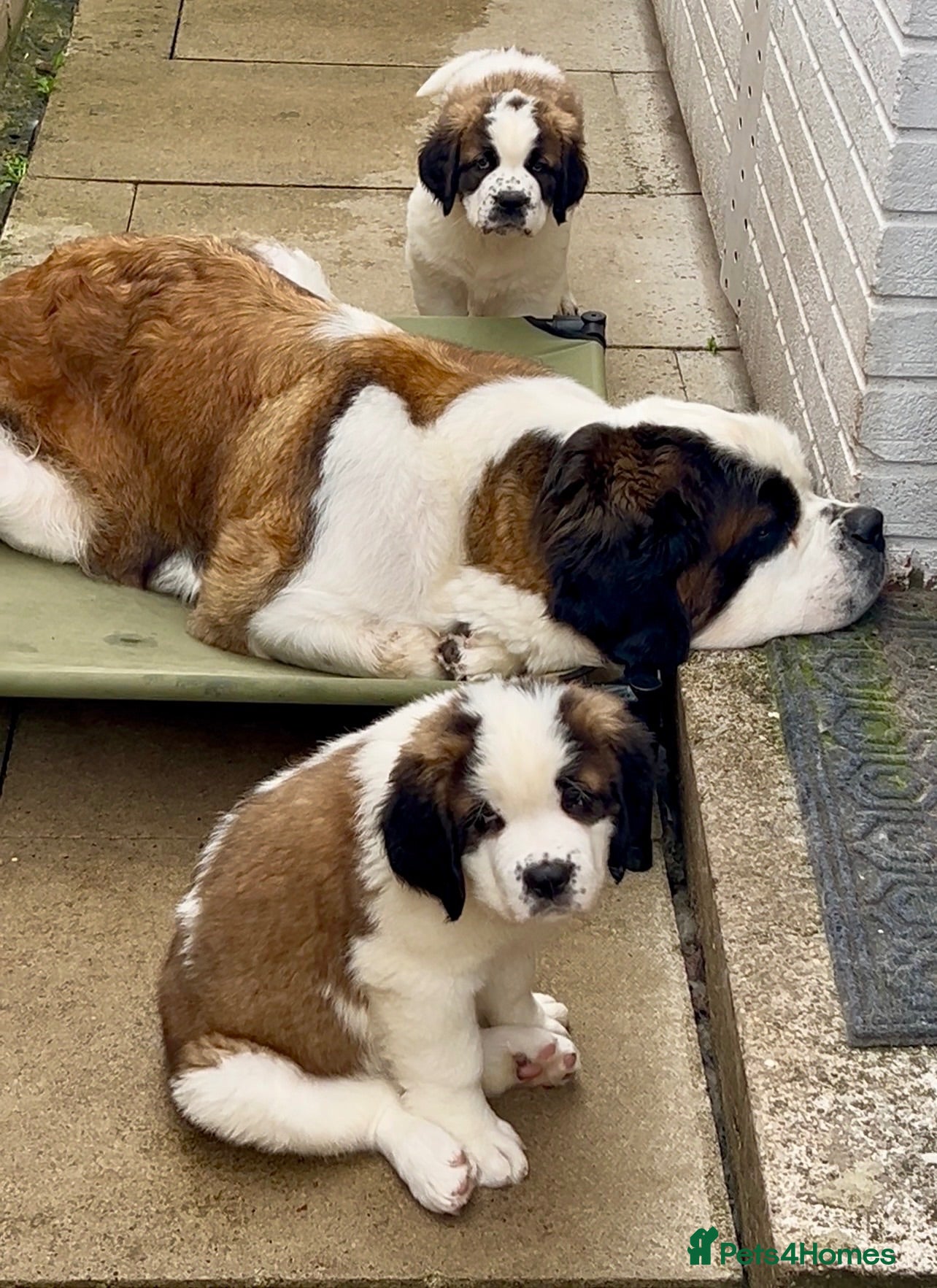 Saint Bernard dogs 2 BEAUTIFUL KC ST BERNARD GIRLS (SAUSAGE & BAGEL) - Advert 1