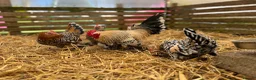 Chickens poultry for sale: Sablepoot bantam chicks, growers, hens, eggs - Advert 7