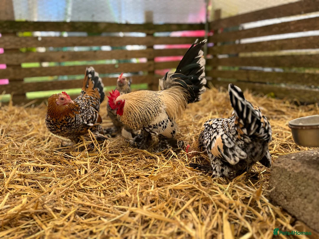 Chickens poultry for sale: Sablepoot bantam chicks, growers, hens, eggs - Advert 7