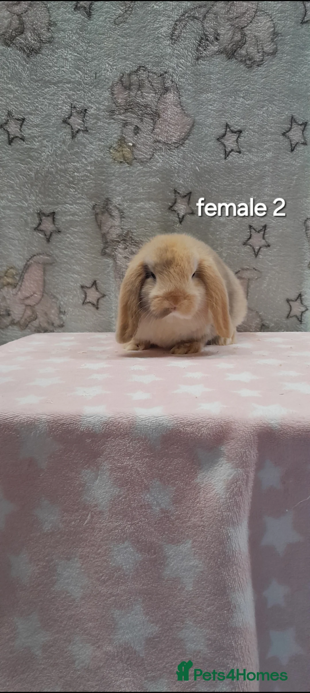 Mini Lop rabbits for sale: Purebred mini lops  - Advert 6