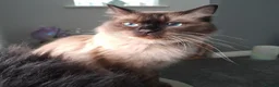 Ragdoll cats for sale: Gorgeous Ragdoll Kittens - Advert 2