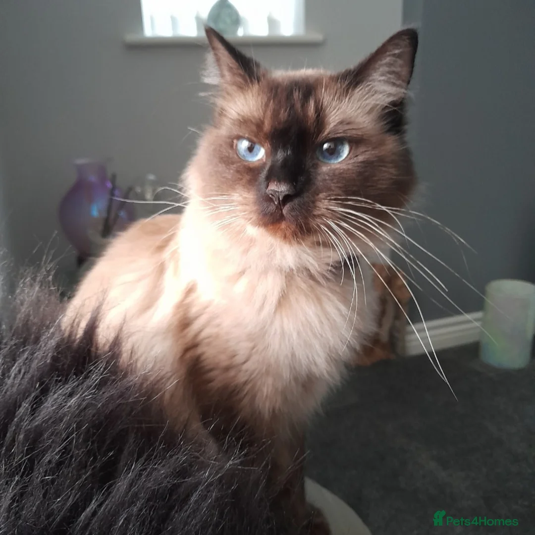 Ragdoll cats for sale: Gorgeous Ragdoll Kittens - Advert 2