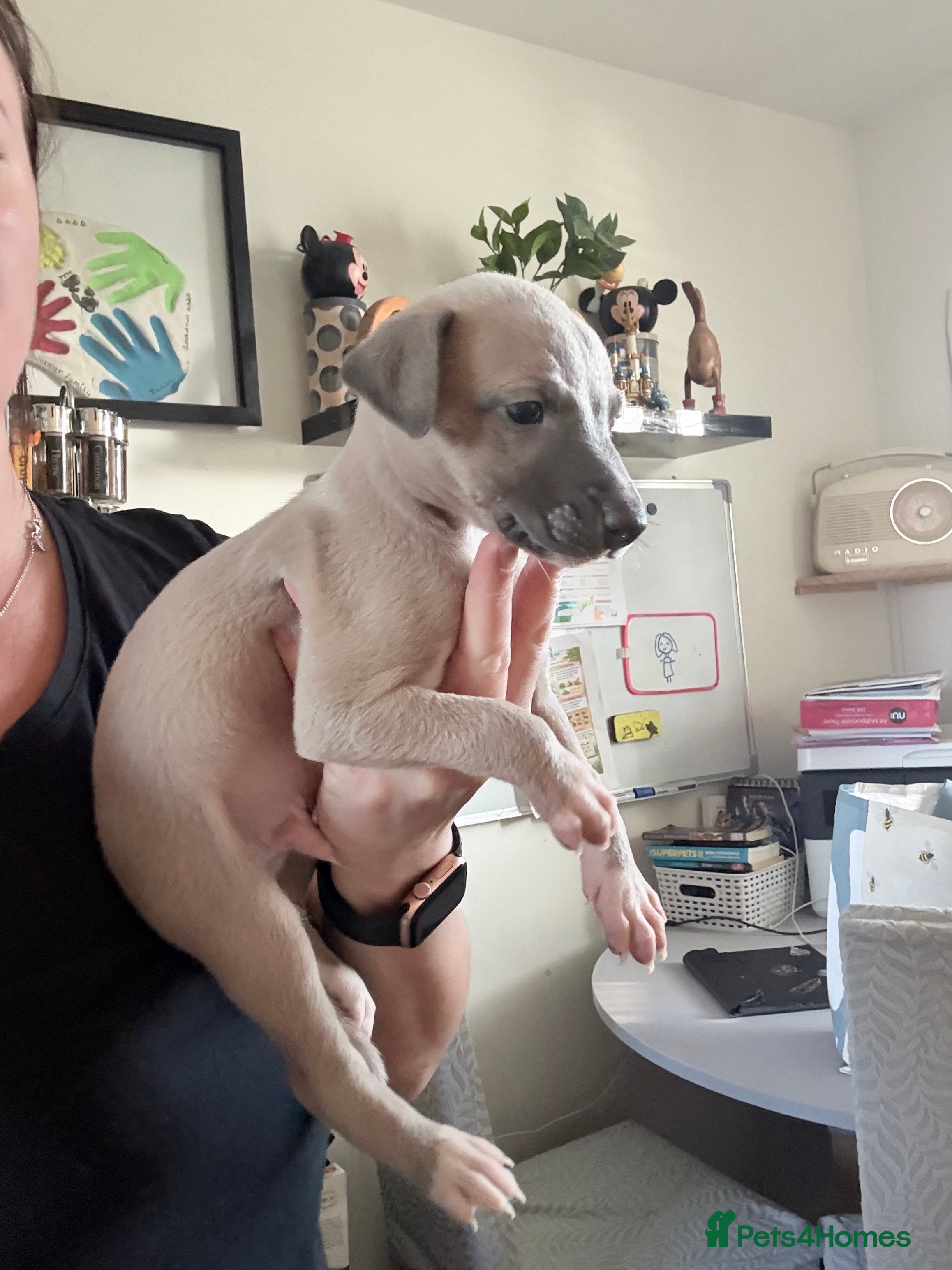 Whippet dogs Beautiful pedigree whippet puppies - Cornwall  - Advert 1