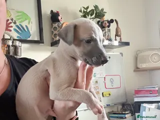 Whippet dogs Beautiful pedigree whippet puppies - Cornwall - Advert 1