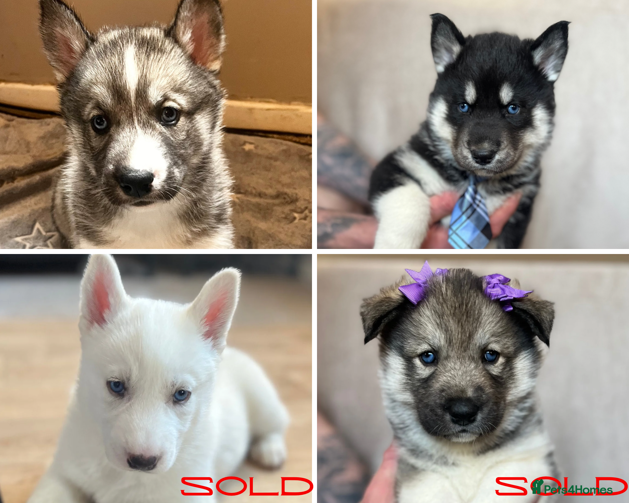 Siberian Husky dogs Beautiful Blue Eyed Siberian Husky Puppies - Advert 7