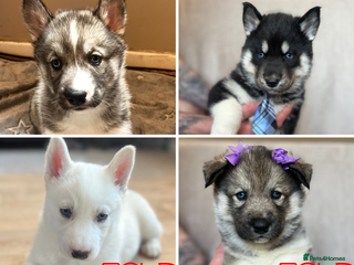 Siberian Husky dogs Beautiful Blue Eyed Siberian Husky Puppies - Advert 2