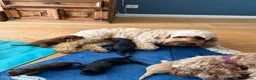 Cockapoo dogs for sale: Stunning Cockapoo Puppies — Homes for Life Only in Banbury - Advert 10