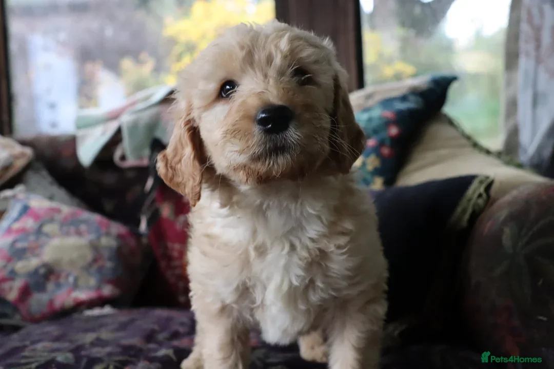 Labradoodle dogs for sale: F3 Labradoodle Puppies Licenced Breeder - Image 18