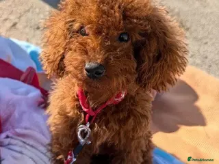 Toy Poodle dogs Stunning Korean Red Toy Poodle Female ❤️ - Advert 1