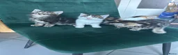 Norwegian Forest Cat cats for sale:     Four Adorable Kittens - Advert 4