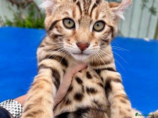 Keetso cats Rare curled eared rosetted keetso male - Advert 1