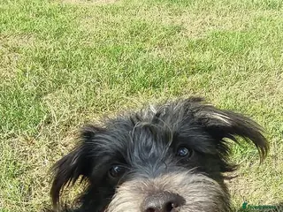 Jackapoo dogs Jackapoo Buddy For Stud - Advert 1