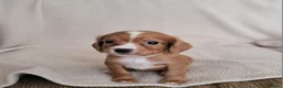 Cocker Spaniel dogs for sale: Small Health Tested Working Cocker Pups - Advert 10