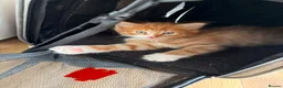 Mixed Breed cats for sale: 5 HALF-RAGDOLL KITTENS ❤️ - Advert 23