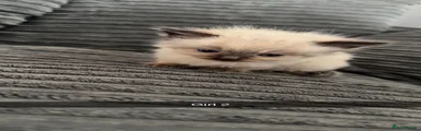 Ragdoll 2