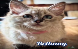 Ragdoll cats for sale: GCCF Registered Kittens - Image 3