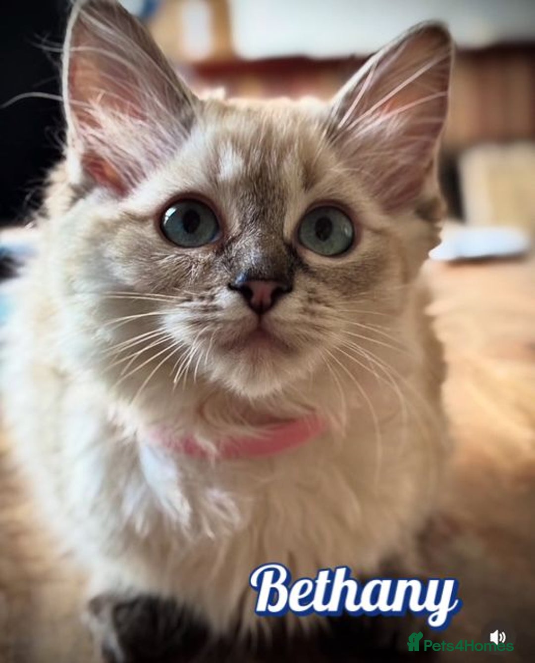 Ragdoll cats for sale: GCCF Registered Kittens - Image 3