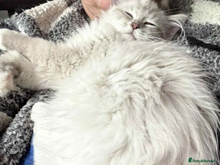 Ragdoll cats - Advert 25