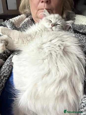 Ragdoll cats - Advert 3