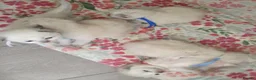 Ragdoll cats for sale: 💖 Beautiful Ragdoll kittens for Sale 💖 - Advert 18