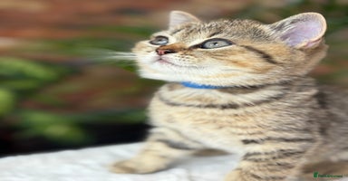 British Shorthair cats - Advert 11