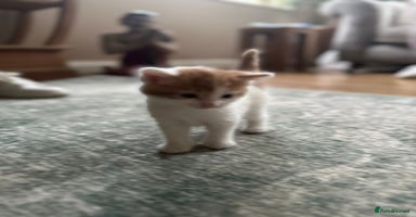 Mixed Breed cats Kittens for sale Carlisle  - Advert 10