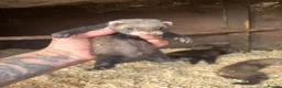 Ferret rodents for sale: 6 hob ferret kits for sale in Atherstone - Advert 7