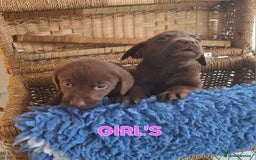 Labrador Retriever dogs for sale: Labrador Pups - Image 3