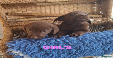 Labrador Retriever dogs - Advert 13