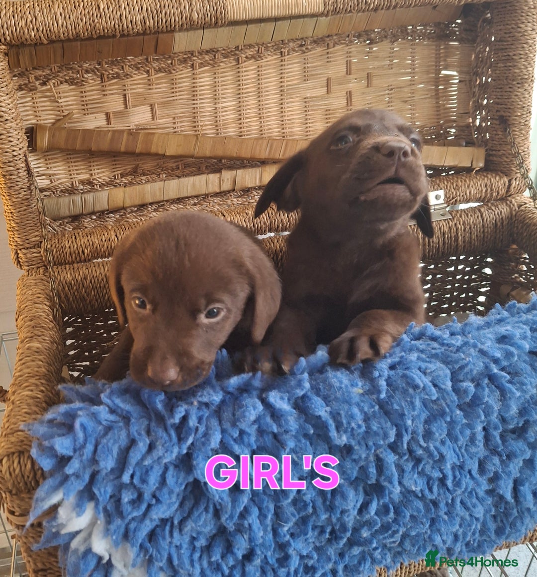 Labrador Retriever dogs for sale: Labrador Pups - Image 3